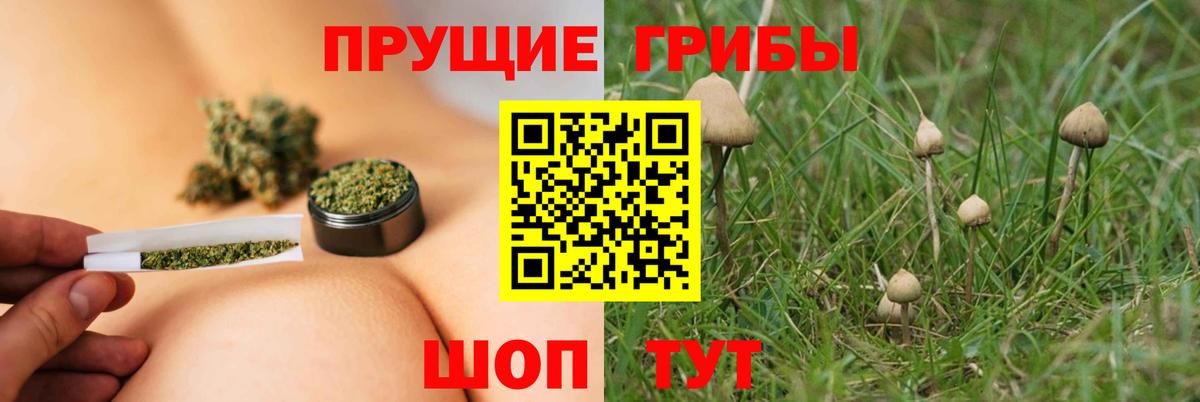 Нальчик  купить  цена  Вход с VPN  Галлюциногенные грибы Psilocybine cubensis 